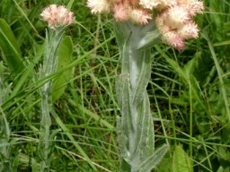 Helichrysum appendiculatum stem leaves